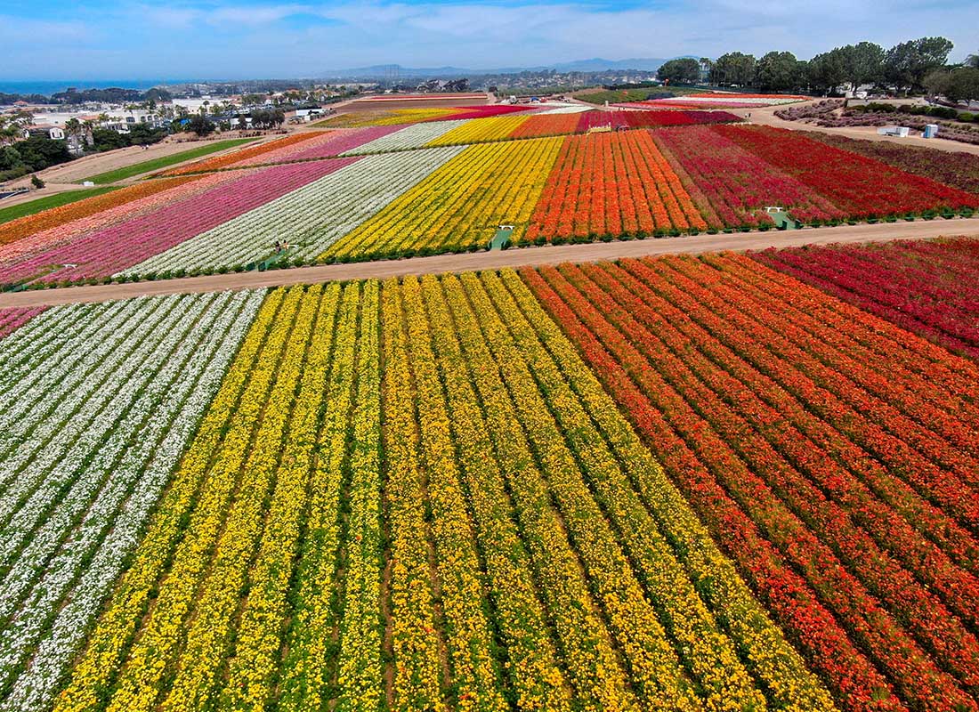 About Our Agency - Aerial View of the Carlsbad Flower Fields Displaying Rows of Flowers in Red, Orange, Yellow, White, and Pink