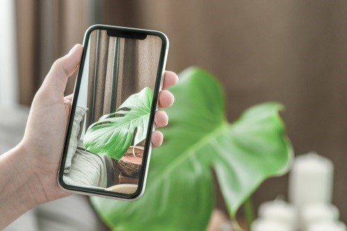 Creating a Home Inventory - Close-up of a Hand Holding a Smart Phone While Looking at a Plant